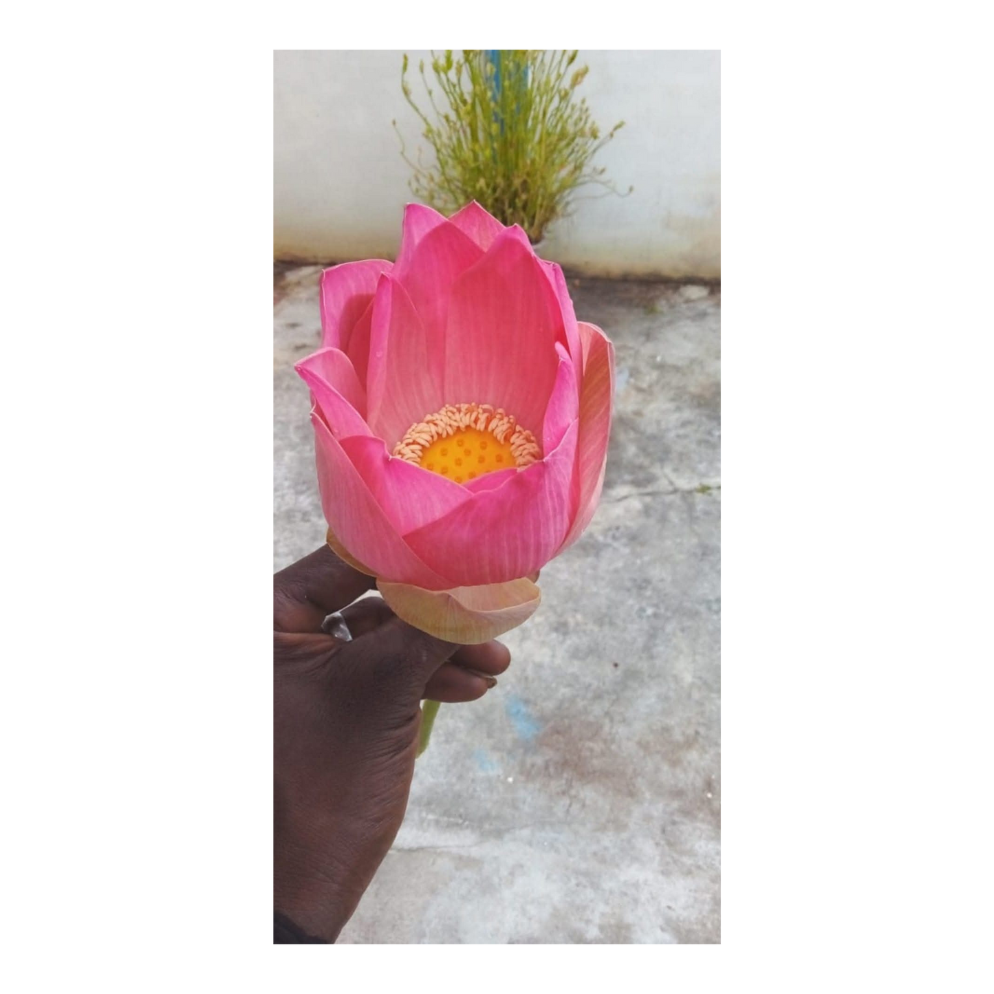 Radiant Water Lily Body Butter