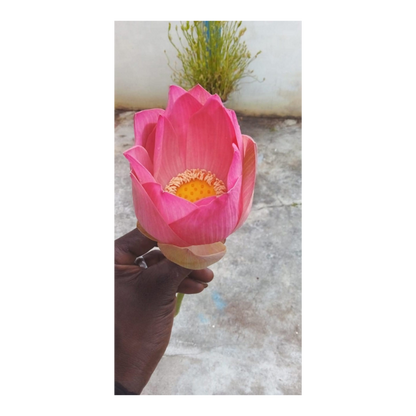 Radiant Water Lily Body Butter