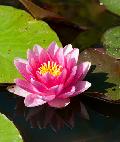 Radiant Water Lily Body Butter
